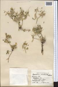 Zygophyllum miniatum Cham. & Schltdl., Middle Asia, Syr-Darian deserts & Kyzylkum (M7) (Uzbekistan)