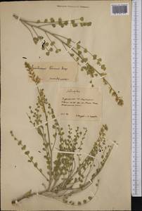 Sophora lehmannii (Bunge) Yakovlev, Middle Asia, Karakum (M6) (Turkmenistan)