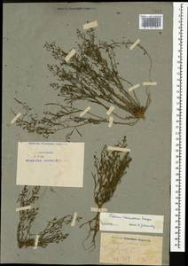 Thesium ramosum Hayne, Caucasus, Armenia (K5) (Armenia)