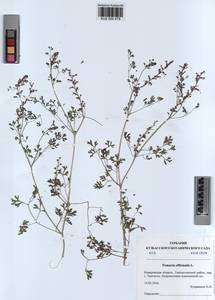 KUZ 000 479, Fumaria officinalis L., Siberia, Altai & Sayany Mountains (S2) (Russia)