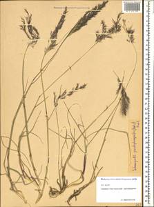 Calamagrostis pseudophragmites (Haller f.) Koeler, Caucasus, North Ossetia, Ingushetia & Chechnya (K1c) (Russia)