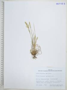 Koeleria spicata (L.) Barberá, Quintanar, Soreng & P.M.Peterson, Siberia, Russian Far East (S6) (Russia)