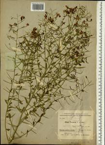 Alhagi pseudalhagi subsp. persarum (Boiss. & Buhse) Takht., South Asia, South Asia (Asia outside ex-Soviet states and Mongolia) (ASIA) (Iran)