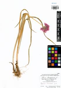 Allium schoenoprasum L., Siberia, Baikal & Transbaikal region (S4) (Russia)