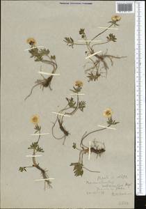 Ranunculus rubrocalyx Regel ex Kom., Middle Asia, Western Tian Shan & Karatau (M3) (Uzbekistan)
