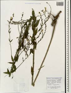 Linaria genistifolia (L.) Mill., Caucasus, Stavropol Krai, Karachay-Cherkessia & Kabardino-Balkaria (K1b) (Russia)