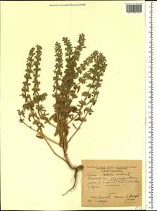 Sideritis montana L., Eastern Europe, South Ukrainian region (E12) (Ukraine)