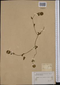 Trifolium lappaceum L., Middle Asia, Karakum (M6) (Turkmenistan)