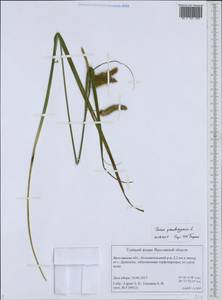 Carex pseudocyperus L., Eastern Europe, Central forest region (E5) (Russia)