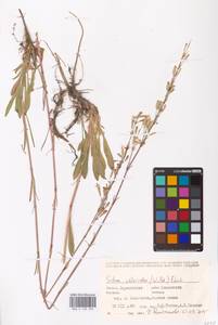 Silene chlorantha (Willd.) Ehrh., Eastern Europe, Lower Volga region (E9) (Russia)