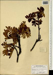 Sorbus koehneana C. K. Schneid., South Asia, South Asia (Asia outside ex-Soviet states and Mongolia) (ASIA) (China)