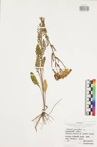 Jacobaea vulgaris subsp. vulgaris, Eastern Europe, Central region (E4) (Russia)