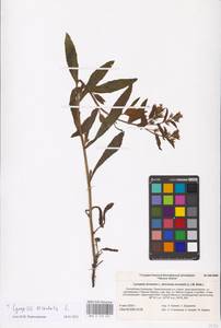 MHA 0 152 631, Lycopsis arvensis subsp. orientalis (L.) Kuzn., Eastern Europe, Lower Volga region (E9) (Russia)
