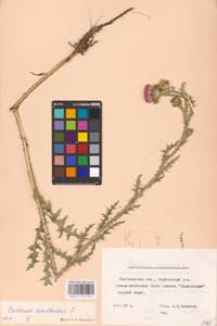 Carduus acanthoides L., Eastern Europe, Central forest-and-steppe region (E6) (Russia)