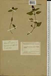 Prunella vulgaris L., Siberia, Altai & Sayany Mountains (S2) (Russia)