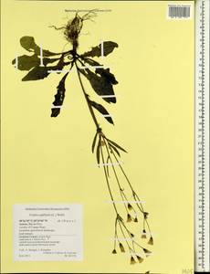 Crepis capillaris (L.) Wallr., Africa (AFR) (Portugal)