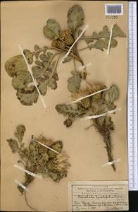 Klasea lyratifolia (Schrenk) L. Martins, Middle Asia, Western Tian Shan & Karatau (M3) (Kazakhstan)