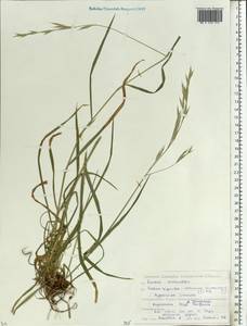 Lolium giganteum (L.) Darbysh., Eastern Europe, Belarus (E3a) (Belarus)