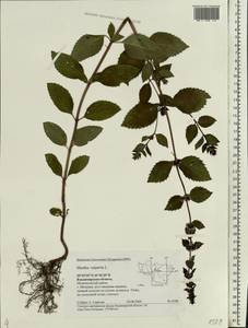 Mentha × piperita L., Eastern Europe, Central region (E4) (Russia)