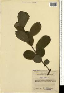 Salix caprea L., Caucasus, Azerbaijan (K6) (Azerbaijan)