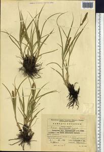 Carex leiorhyncha C.A.Mey., Siberia, Baikal & Transbaikal region (S4) (Russia)