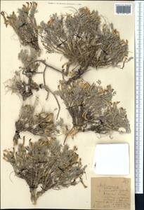 Astragalus pallasii Sprengel, Middle Asia, Western Tian Shan & Karatau (M3) (Kazakhstan)