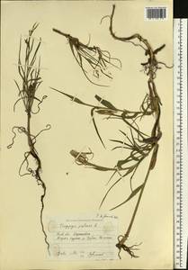 Tragopogon pratensis L., Eastern Europe, North Ukrainian region (E11) (Ukraine)