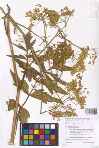 Pastinaca sativa L., Eastern Europe, Central forest-and-steppe region (E6) (Russia)