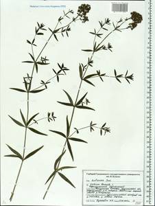 Galium boreale L., Eastern Europe, Belarus (E3a) (Belarus)