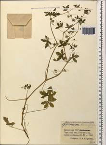 Geranium divaricatum Ehrh., Caucasus, Armenia (K5) (Armenia)