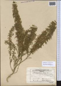 Dysphania botrys (L.) Mosyakin & Clemants, Middle Asia, Western Tian Shan & Karatau (M3) (Kyrgyzstan)