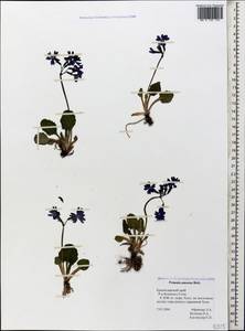 Primula amoena M. Bieb., Caucasus, Krasnodar Krai & Adygea (K1a) (Russia)