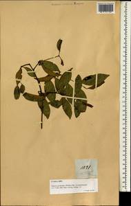 Salacia chinensis L., South Asia, South Asia (Asia outside ex-Soviet states and Mongolia) (ASIA) (Philippines)