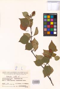 Betula pubescens Ehrh., Eastern Europe, South Ukrainian region (E12) (Ukraine)