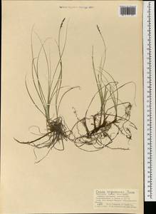 Carex argunensis Turcz. ex Trevir., Mongolia (MONG) (Mongolia)