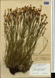 Dianthus fragrans Bieb., Caucasus, North Ossetia, Ingushetia & Chechnya (K1c) (Russia)