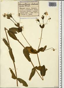 Dichodon davuricum (Fisch. ex Spreng.) Á. Löve & D. Löve, Caucasus, Stavropol Krai, Karachay-Cherkessia & Kabardino-Balkaria (K1b) (Russia)