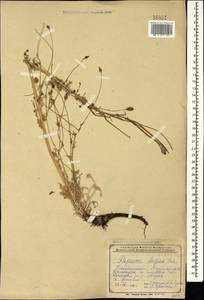Papaver armeniacum subsp. armeniacum, Caucasus, Armenia (K5) (Armenia)