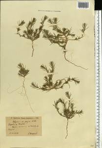 Polycnemum majus A. Braun, Eastern Europe, Lower Volga region (E9) (Russia)