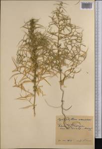 Agriophyllum pungens (Vahl) Link, Middle Asia, Caspian Ustyurt & Northern Aralia (M8) (Kazakhstan)