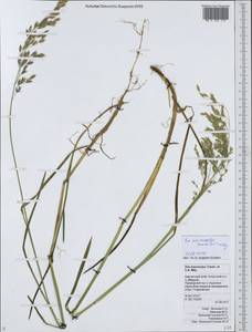 Poa macrocalyx Trautv. & C.A.Mey., Siberia, Chukotka & Kamchatka (S7) (Russia)