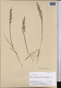 Poa pratensis L., America (AMER) (United States)