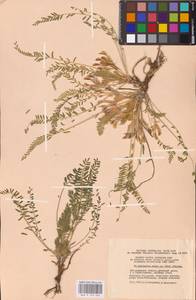 Astragalus buchtormensis Pall., Eastern Europe, Lower Volga region (E9) (Russia)