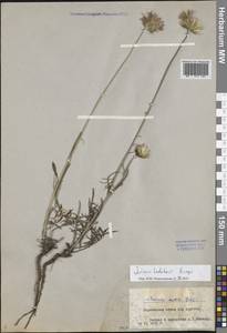 Jurinea ledebourii Bunge, Eastern Europe, Central forest-and-steppe region (E6) (Russia)