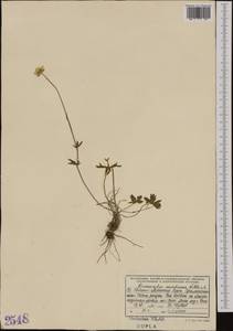 Ranunculus montanus Willd., Western Europe (EUR) (Albania)