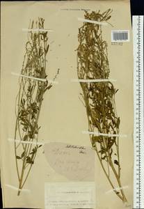 Melilotus albus Medik., Siberia, Altai & Sayany Mountains (S2) (Russia)