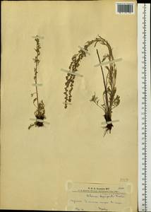 Artemisia pubescens Ledeb., Siberia, Altai & Sayany Mountains (S2) (Russia)