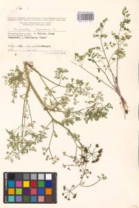 Oenanthe aquatica (L.) Poir., Eastern Europe, Moscow region (E4a) (Russia)