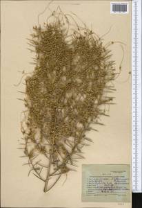 Cuscuta babylonica Aucher ex Choisy, Middle Asia, Karakum (M6) (Turkmenistan)