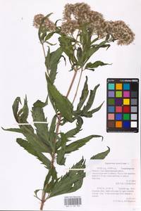 Eupatorium cannabinum L., Eastern Europe, Central region (E4) (Russia)